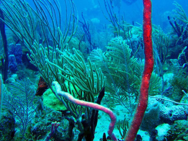 St Kitts and Nevis Islands CQ WW DX CW Contest 2009 DX News